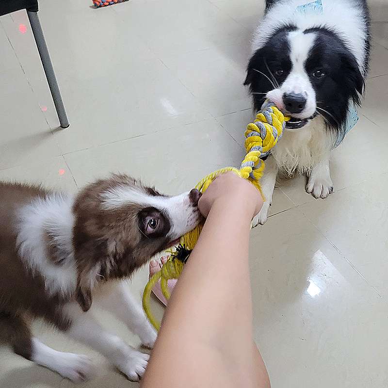 犬 おもちゃ ロープ | わんちゃん大喜び！結び目付き丈夫なロープ