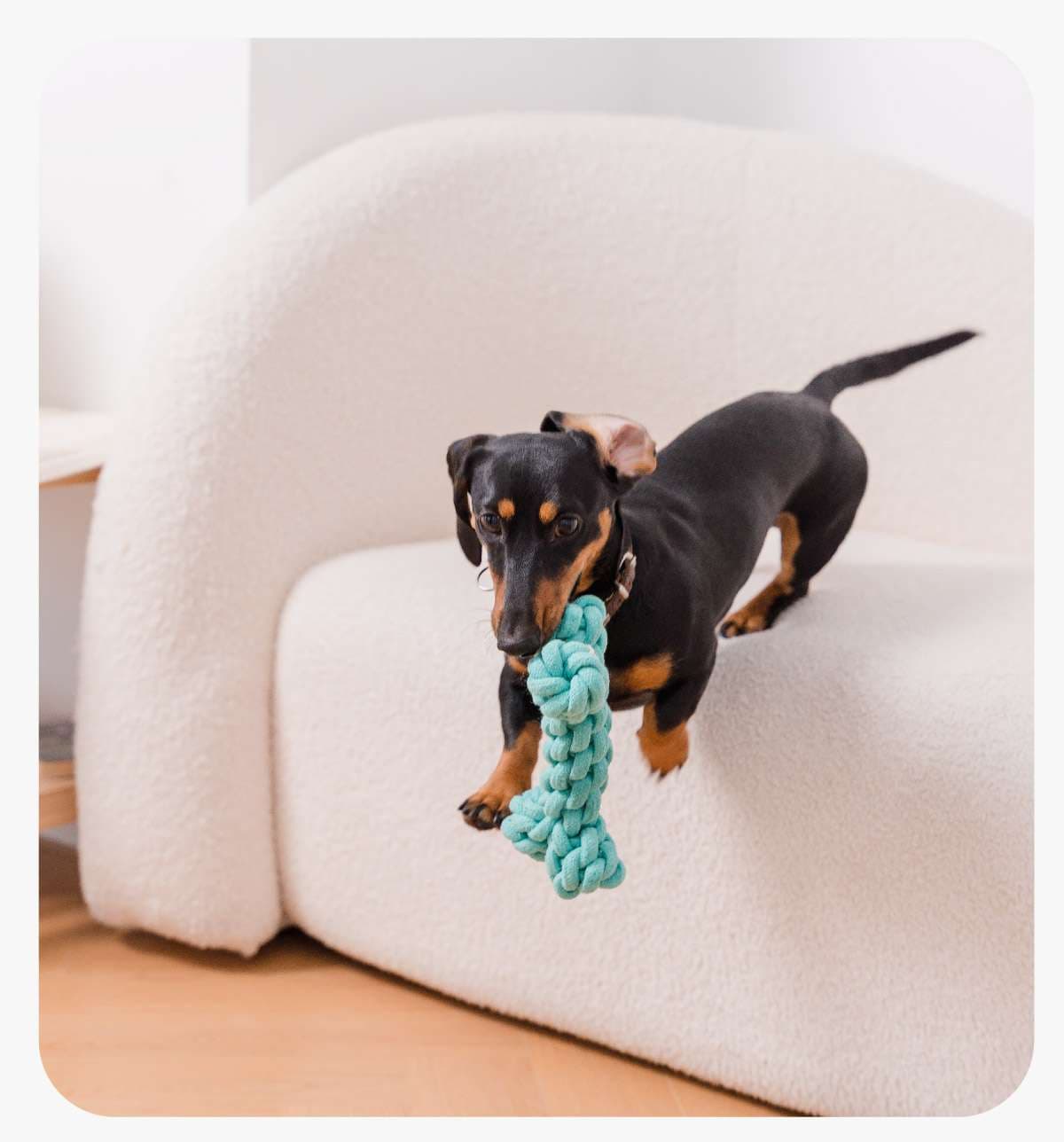 犬 おもちゃ ロープ | 歯磨き効果のある犬用結び目ロープ