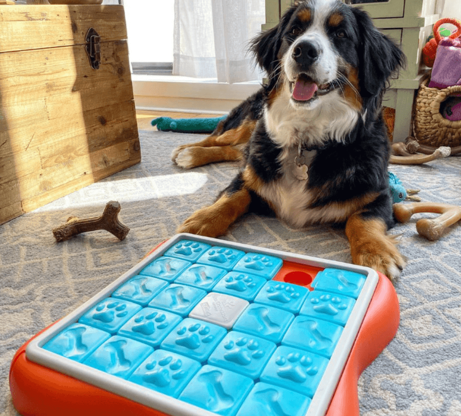 犬 おもちゃ 知育 | 犬用パズルスライダー知育ボード