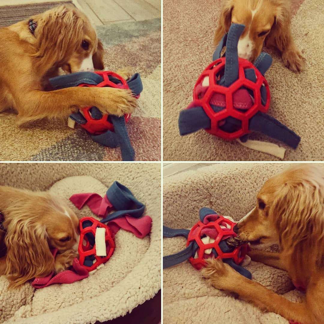犬 おもちゃ ボール | 多機能ペット遊びボール