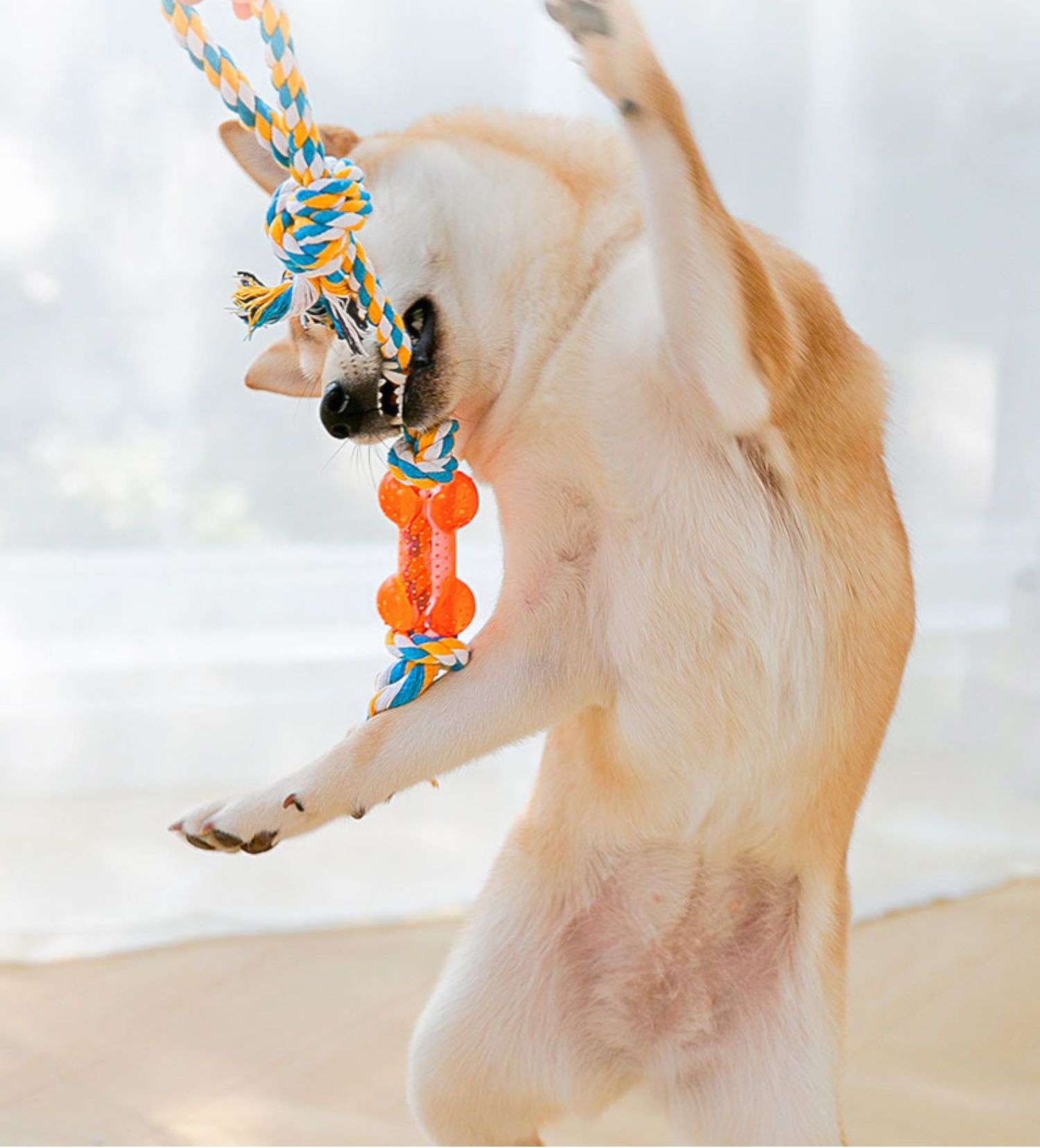 犬 おもちゃ ロープ | 愛犬用デンタルロープ遊具セット