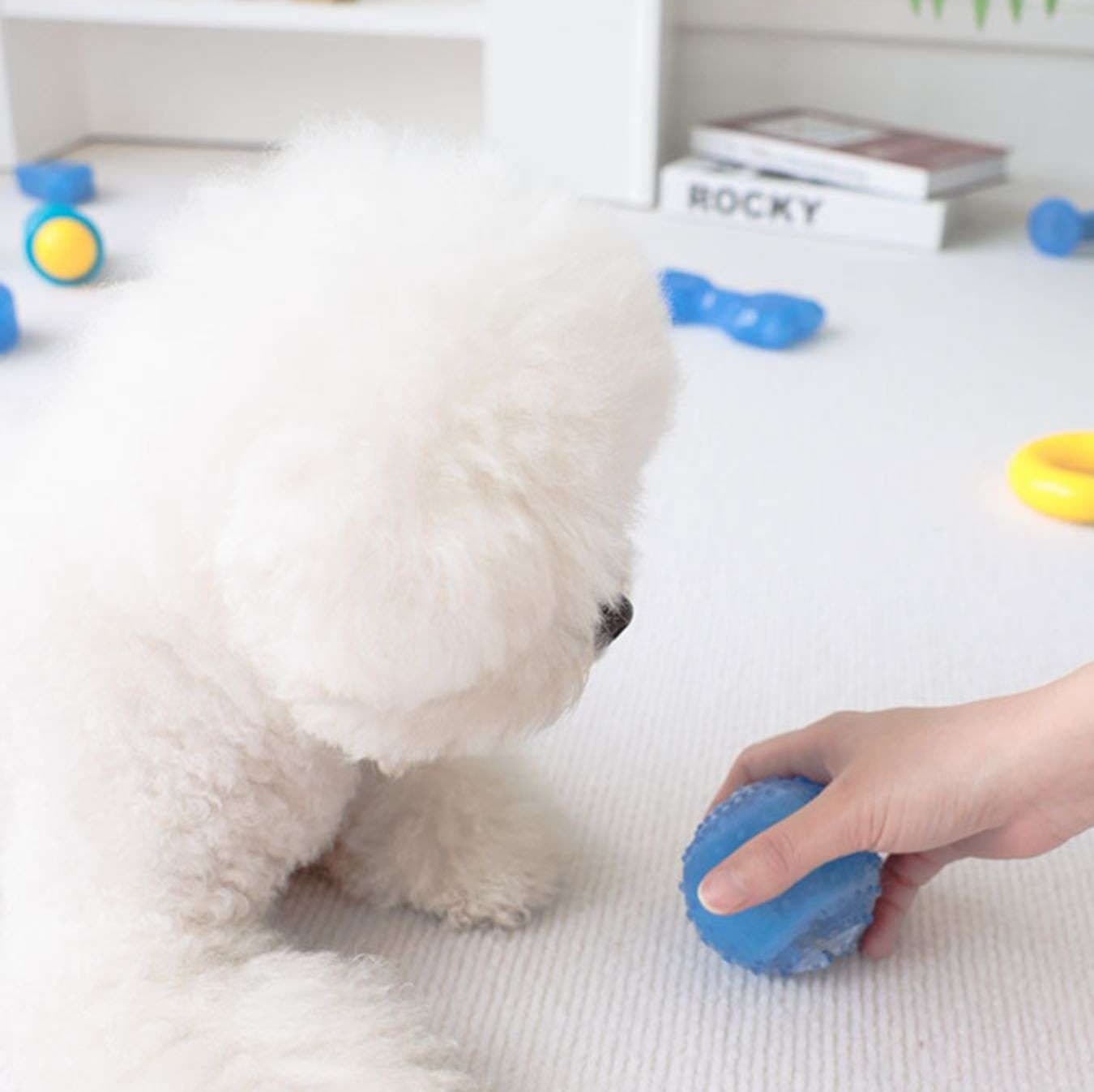 犬 おもちゃ 知育 | わんちゃんの歯固めアイスキャンディー