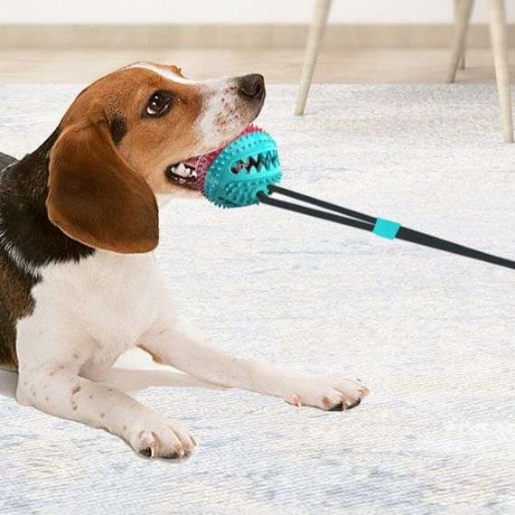犬 おもちゃ | 吸盤付き犬用トレーニングボール