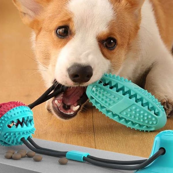 犬 おもちゃ | 吸盤付き犬用トレーニングボール