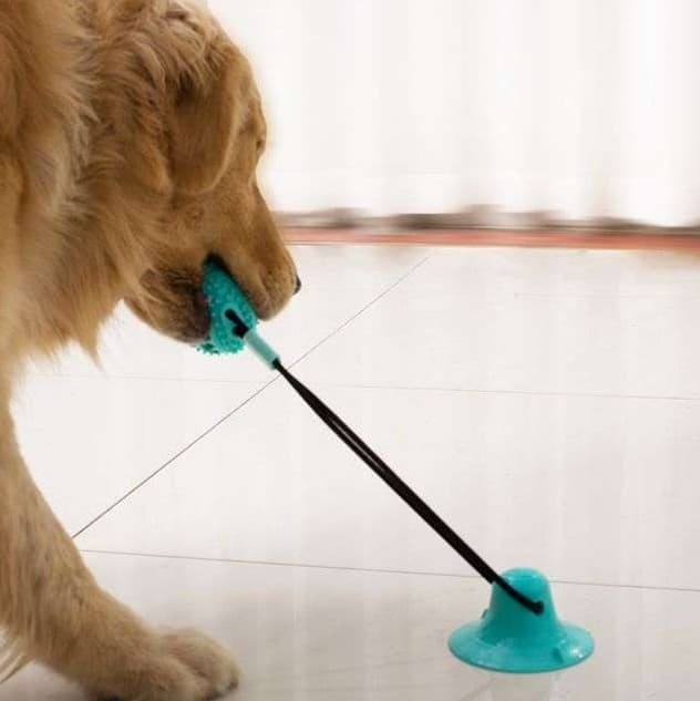 犬 おもちゃ | 吸盤付き犬用トレーニングボール