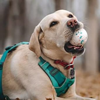 犬 おもちゃ ボール | どこでも遊べる耐久性抜群のワンちゃん用ボール