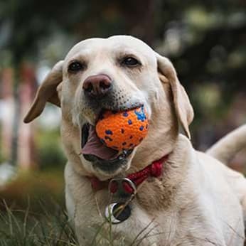 犬 おもちゃ ボール | どこでも遊べる耐久性抜群のワンちゃん用ボール