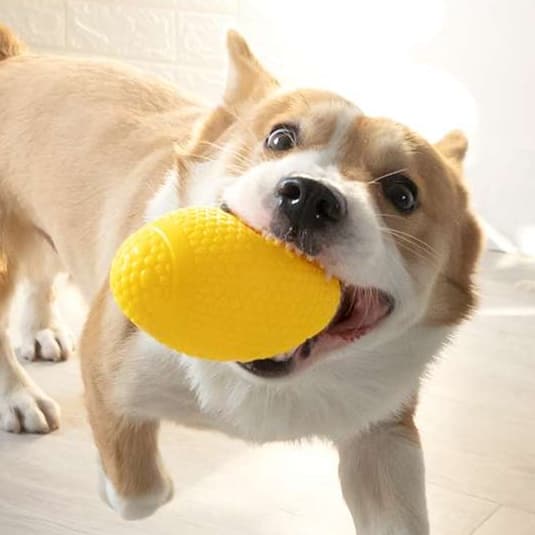 犬 おもちゃ ボール | わんちゃん大好き！ 噛んで遊べる発声ボール