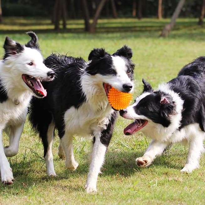犬 おもちゃ ボール | ワンちゃん喜ぶスポーツボールセット