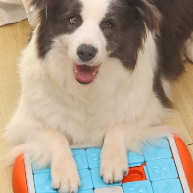 犬 おもちゃ 知育 | わんちゃん喜ぶ知育パズルおもちゃセット