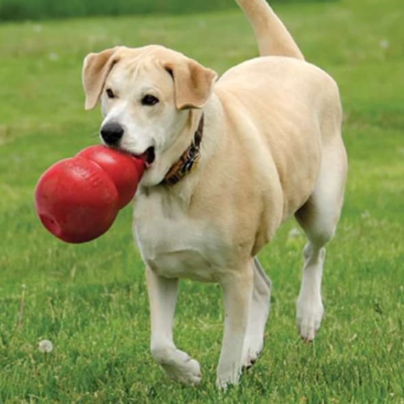犬 おもちゃ 知育 | わんちゃんの知育バウンサー