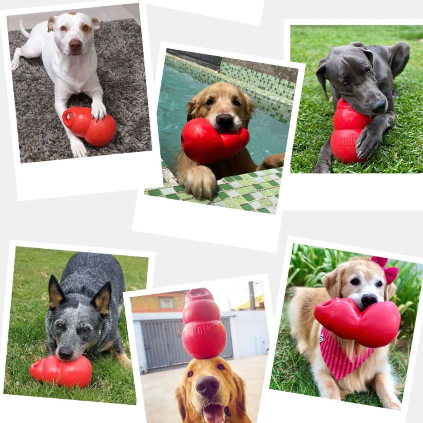 犬 おもちゃ 知育 | わんちゃんの知育バウンサー