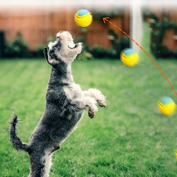犬 おもちゃ ボール | 音が鳴る弾力ボール知育おもちゃ