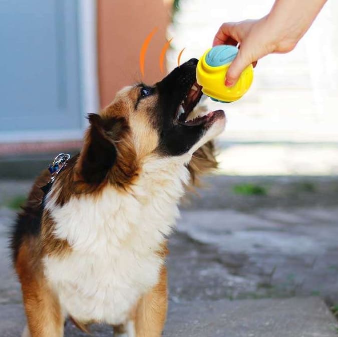 犬 おもちゃ ボール | 音が鳴る弾力ボール知育おもちゃ