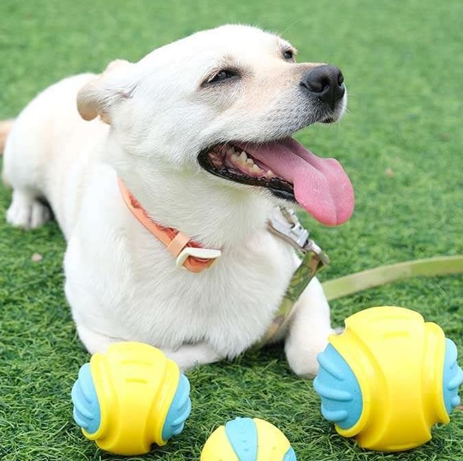 犬 おもちゃ ボール | 音が鳴る弾力ボール知育おもちゃ