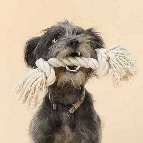 犬 おもちゃ ロープ | ペット用デンタルロープおもちゃ