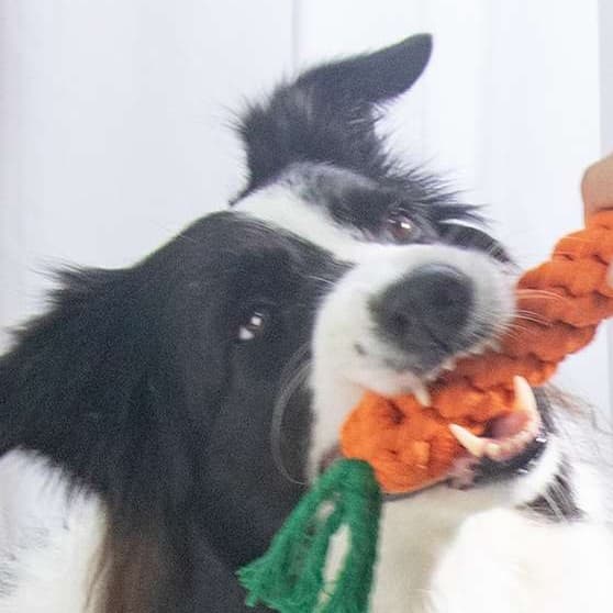 犬 おもちゃ ロープ | 愛犬用噛み噛みロープおもちゃ