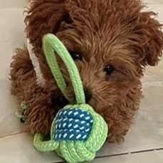 犬 おもちゃ ロープ | 愛犬用噛み噛みロープおもちゃ