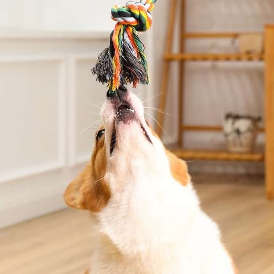 犬 おもちゃ ロープ | 愛犬用コットンロープおもちゃ