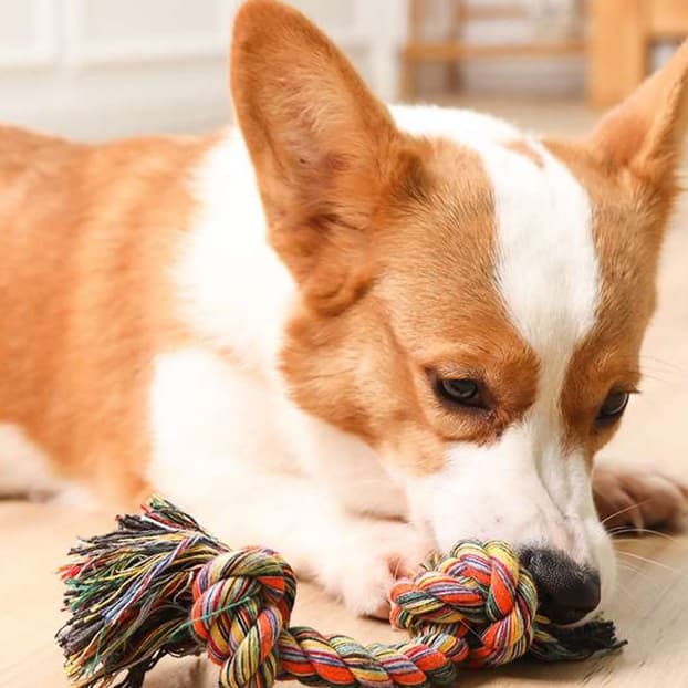 犬 おもちゃ ロープ | 愛犬用コットンロープおもちゃ