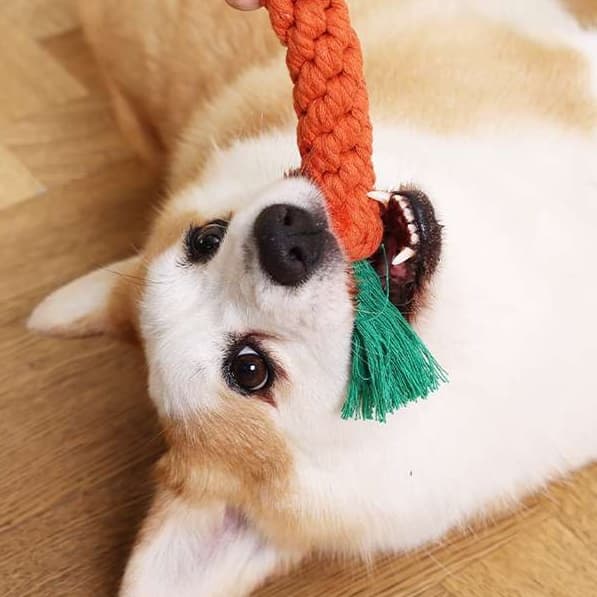 犬 おもちゃ ロープ | 愛犬用マルチプレイロープおもちゃ