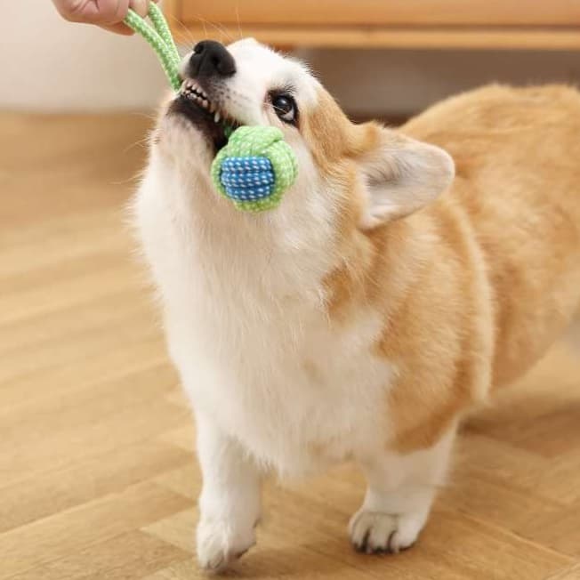 犬 おもちゃ ロープ | 愛犬用マルチプレイロープおもちゃ
