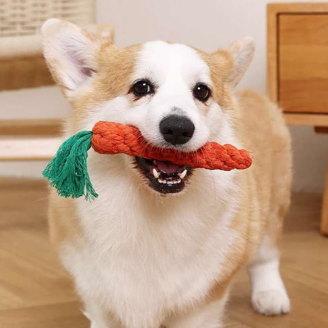 犬 おもちゃ ロープ | 愛犬用マルチプレイロープおもちゃ