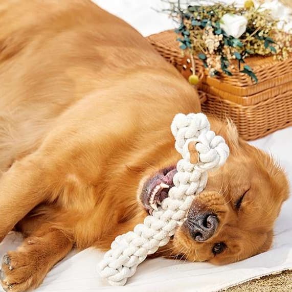 犬 おもちゃ ロープ | 愛犬用デンタルロープおもちゃ