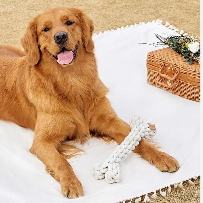 犬 おもちゃ ロープ | 愛犬用デンタルロープおもちゃ