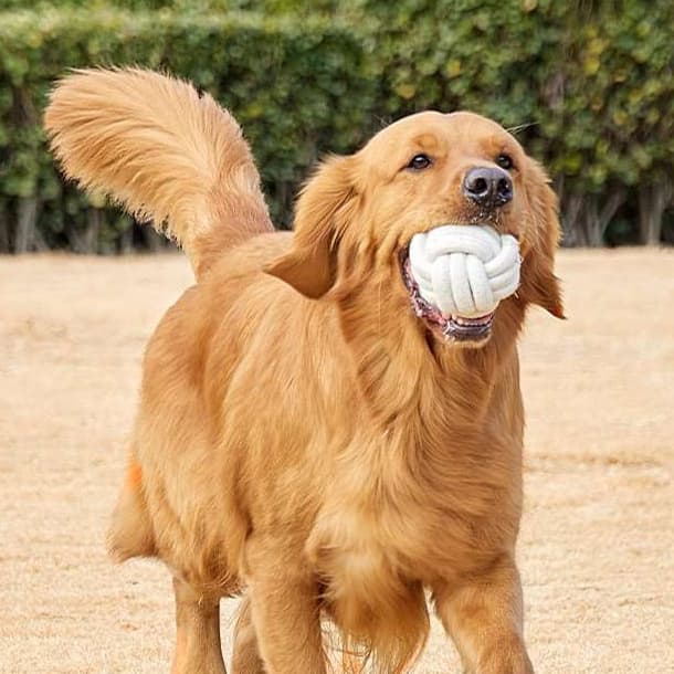 犬 おもちゃ ロープ | 愛犬用デンタルロープおもちゃ
