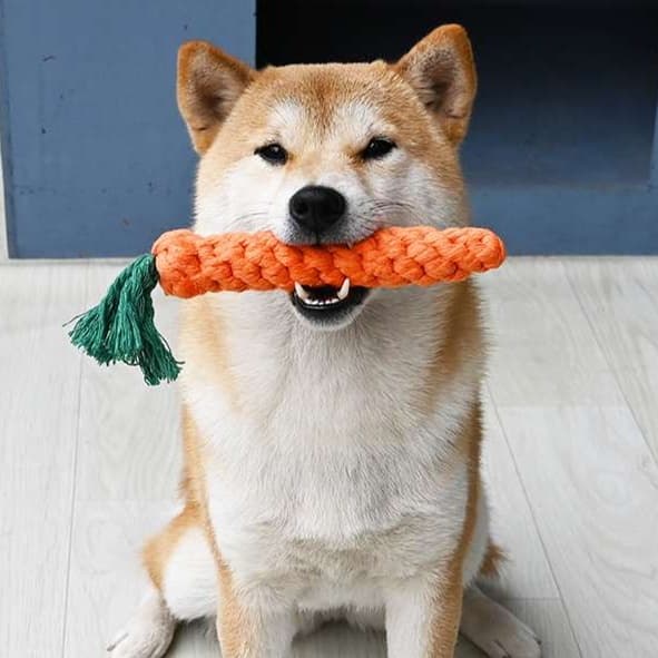 犬 おもちゃ ロープ | もふもふワンちゃんの歯磨きロープ