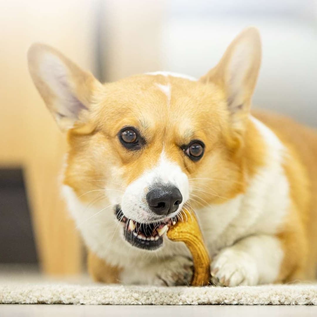 犬 おもちゃ 骨 | 愛犬用天然木の骨型歯磨きおもちゃ