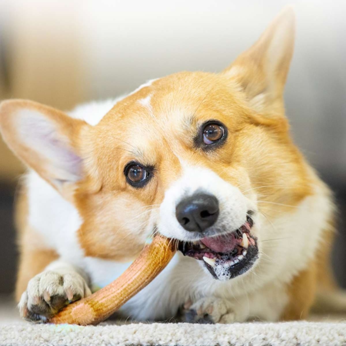 犬 おもちゃ 骨 | 愛犬用天然木の骨型歯磨きおもちゃ
