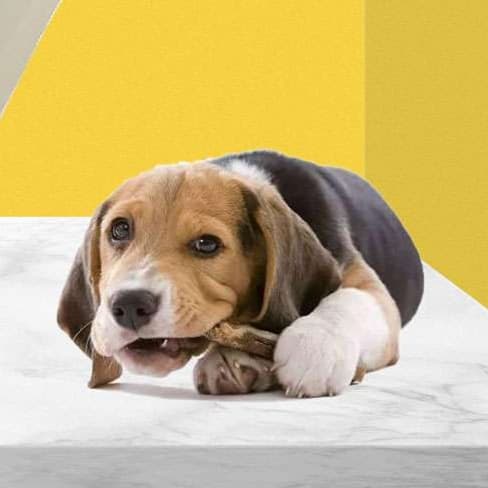 犬 おもちゃ 骨 | ワンちゃんのおもちゃ歯ブラシボーン