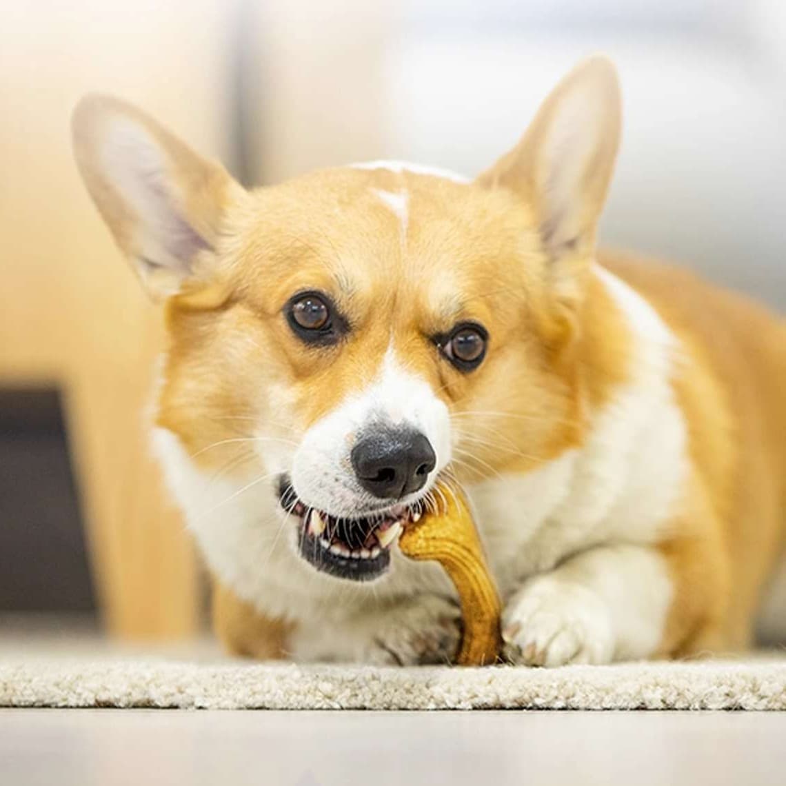 犬 おもちゃ 骨 | 愛犬用 天然松の香り歯磨きおもちゃ