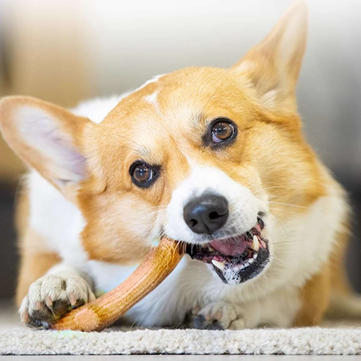 犬 おもちゃ 骨 | 愛犬用 天然松の香り歯磨きおもちゃ