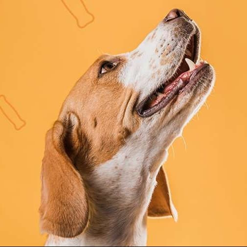 犬 おもちゃ 骨 | わんちゃんの歯ブラシボーン