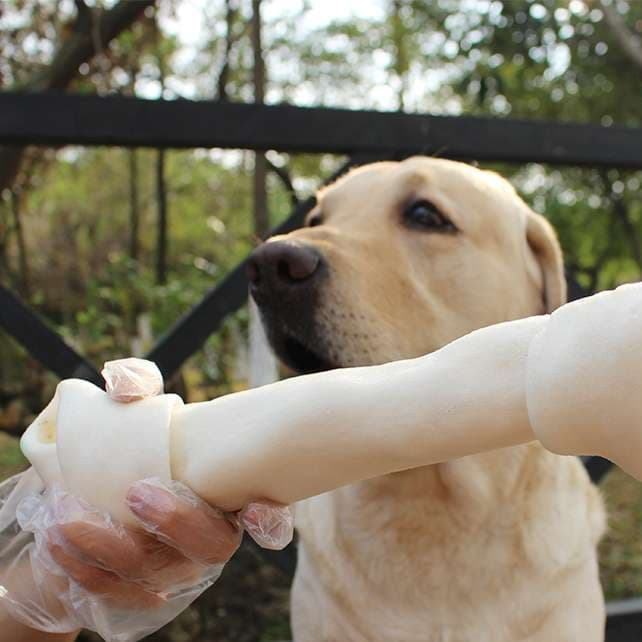 犬 おもちゃ 骨 | わんちゃん大喜び！噛みごたえ抜群の特大骨