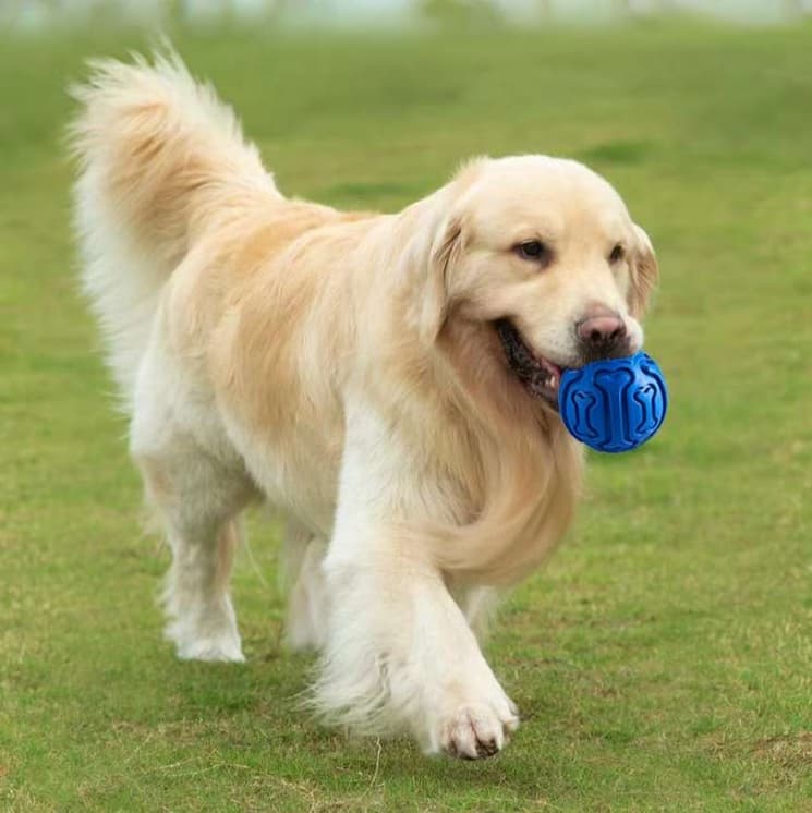 犬 おもちゃ ボール | わんちゃん喜ぶ知育ボール