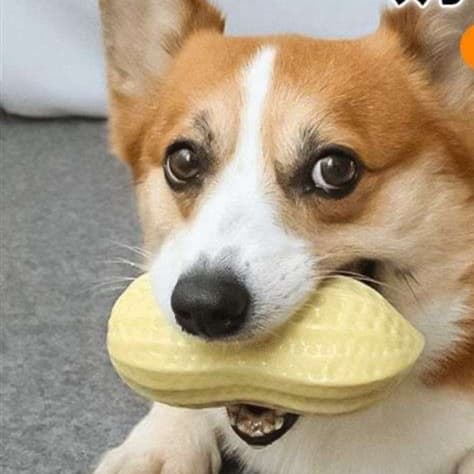 犬 おもちゃ | ミルク香るピーナッツ型犬用噛むおもちゃ