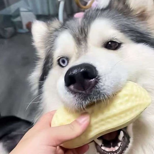 犬 おもちゃ | ミルク香るピーナッツ型犬用噛むおもちゃ