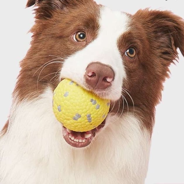 犬 おもちゃ | 犬用インタラクティブ遊具セット