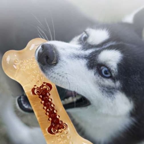 犬 おもちゃ 骨 | 肉の香り付き透明チュアブル骨おもちゃ