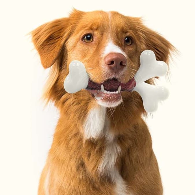 犬 おもちゃ | ワンちゃんの安心おもちゃ骨