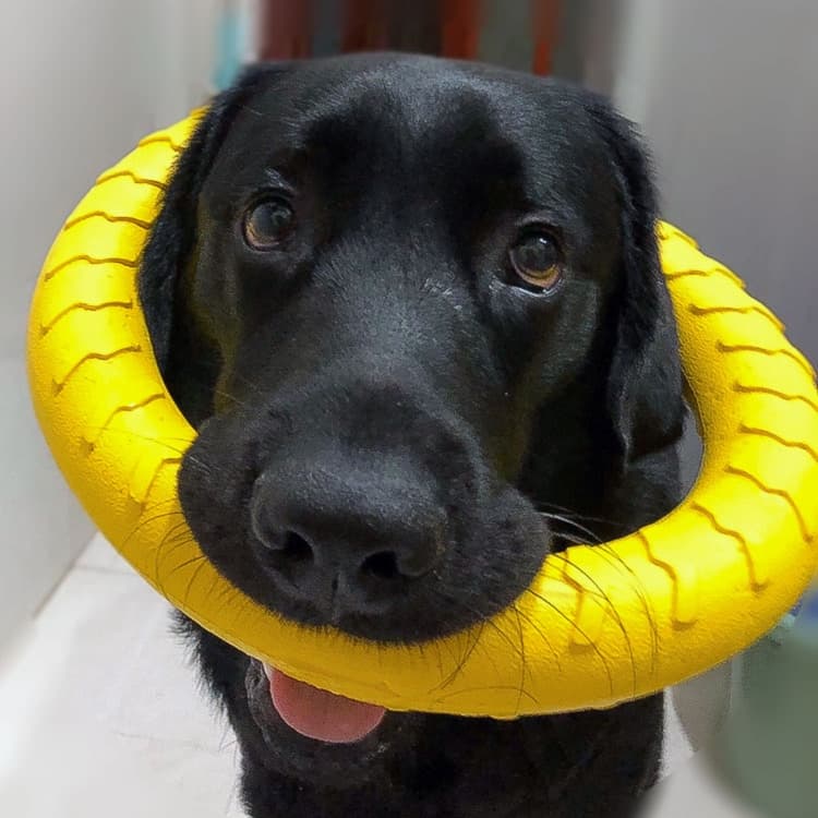 犬のおもちゃ 丈夫な輪っか型 噛むおもちゃ