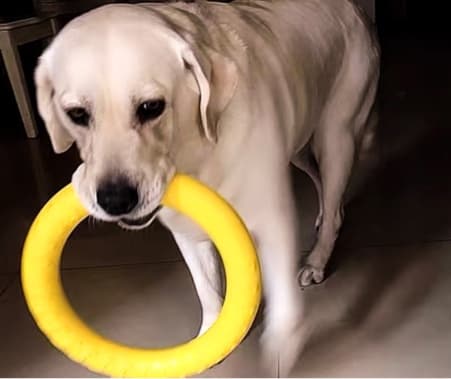 犬のおもちゃ 丈夫な輪っか型 噛むおもちゃ