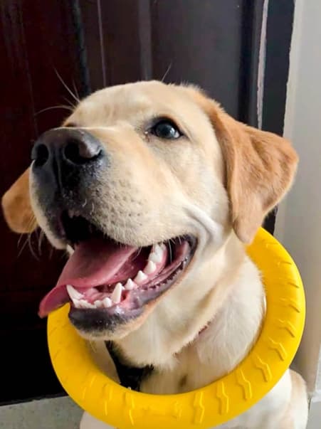 犬のおもちゃ 丈夫な輪っか型 噛むおもちゃ