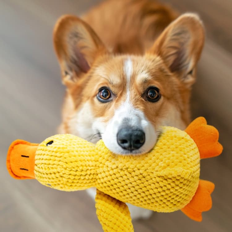 犬のおもちゃ ふわふわアヒル君 愛犬の癒しおもちゃ