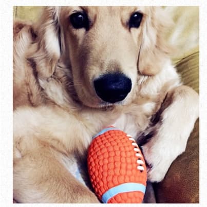 犬のおもちゃ 音鳴り遊び球 噛みごたえ満点スポーツボール