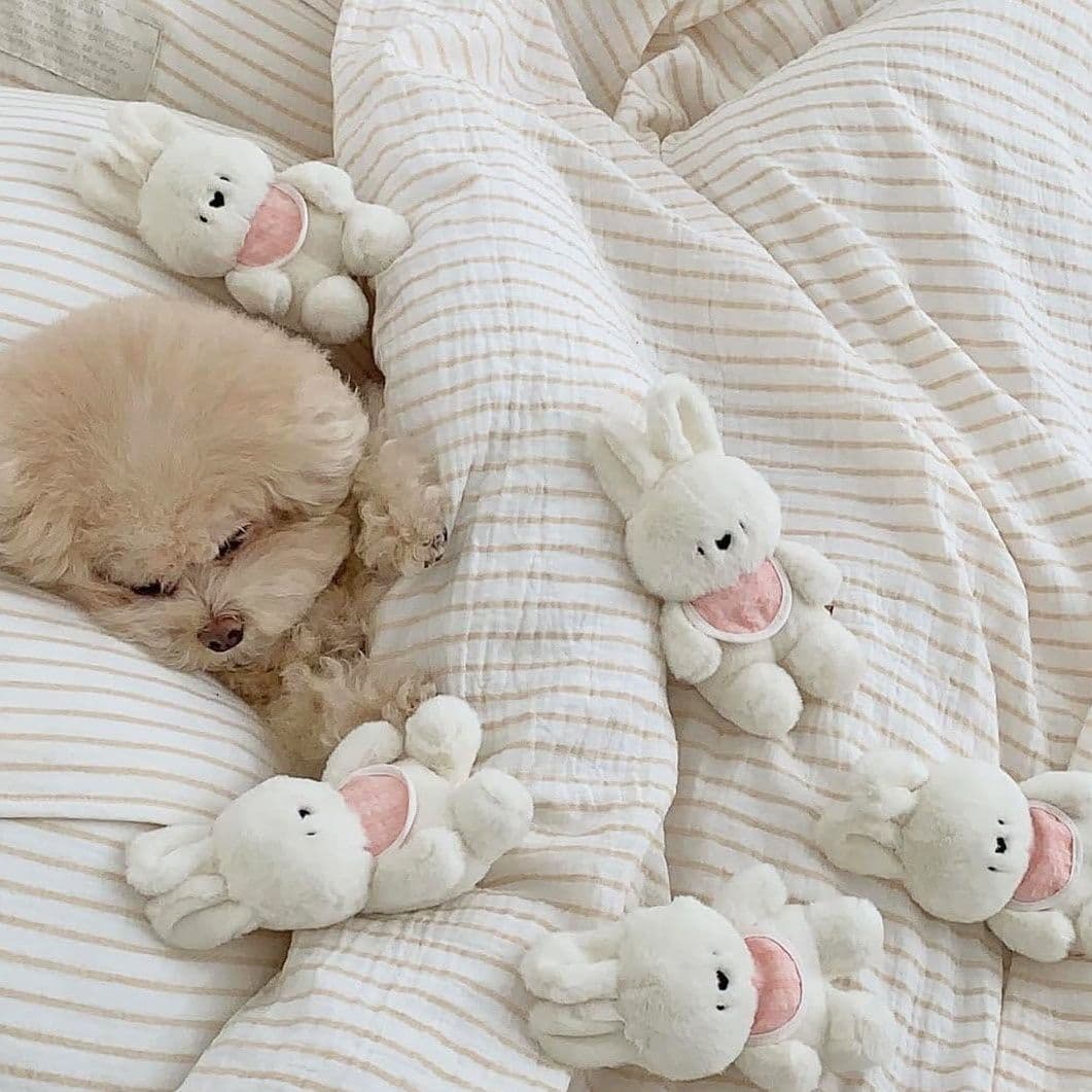 犬のおもちゃ にこにこうさぎのおともだち